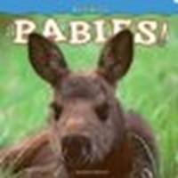 Moose Babies! Board Book