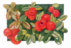 Wild Spruce Art Works Gift Card